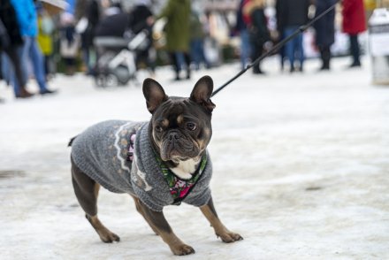 Świąteczny Jarmark z Tradycją w Wiśle